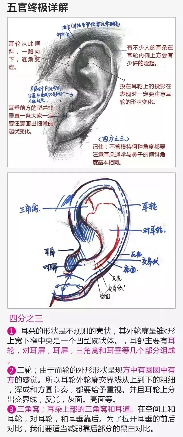 2017年美術(shù)聯(lián)考加分秘籍之頭像五官透徹解析 2017年美術(shù)聯(lián)考加分秘籍之頭像五官透徹解析